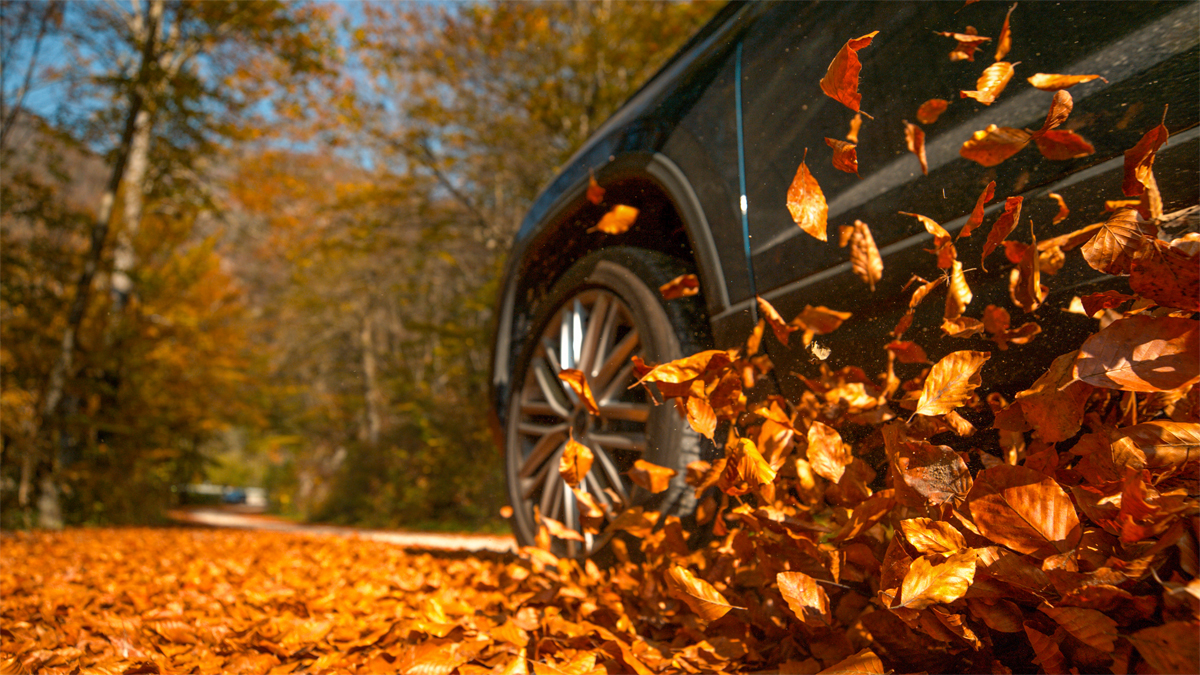 Driving through fall leaves