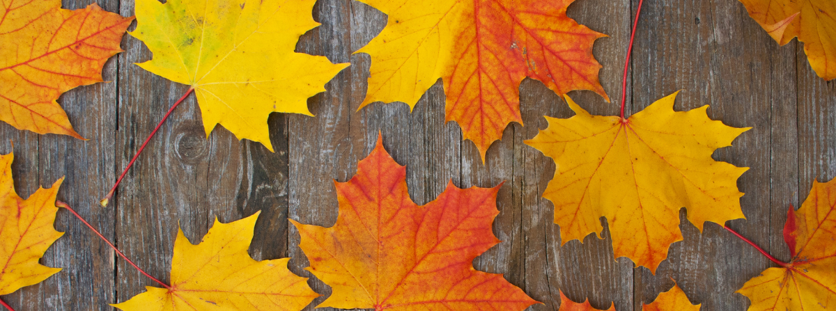 Fall leaves on wood